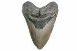 Huge, Fossil Megalodon Tooth - North Carolina #384106-1